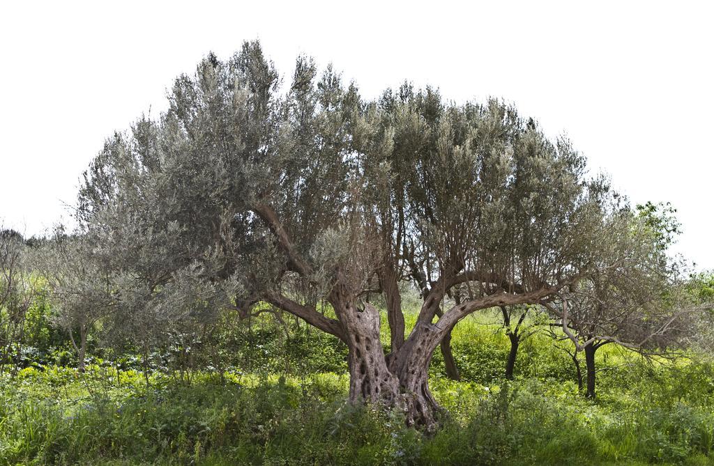 Agriturismo Rajata Villa Bagheria Eksteriør bilde